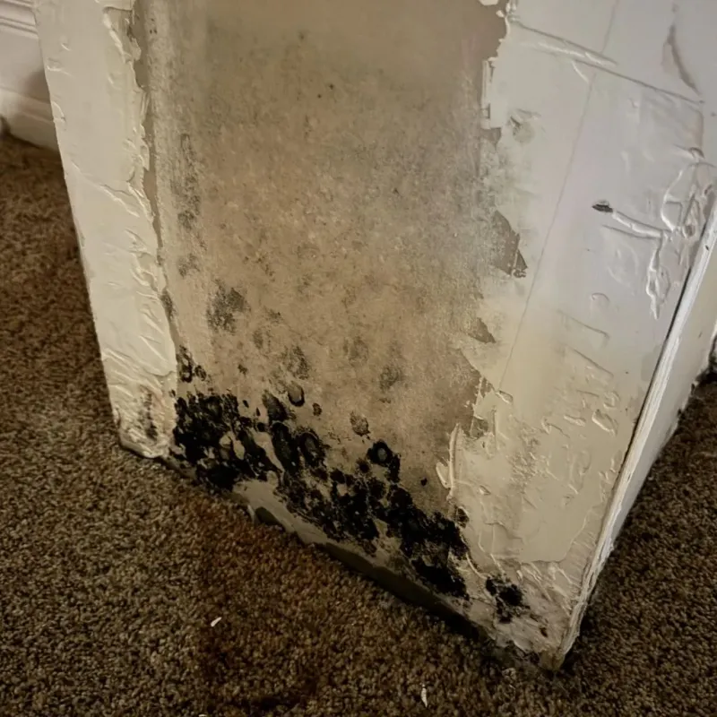 Professional Mold Removal in Isanti, MN
